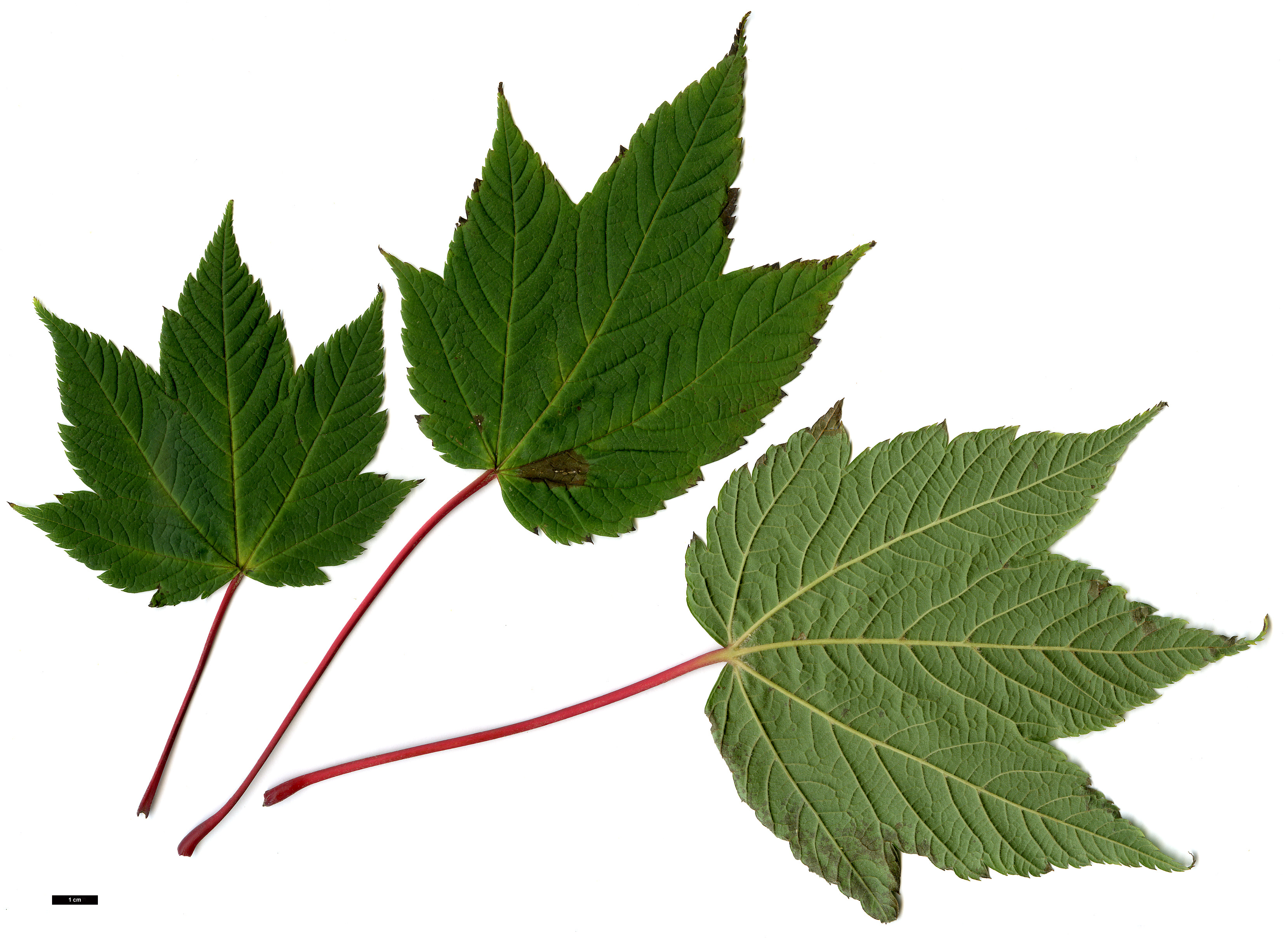 High resolution image: Family: Sapindaceae - Genus: Acer - Taxon: caudatum - SpeciesSub: var. georgei